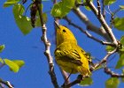 YellowWarbler-0004.jpg