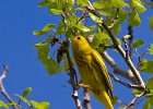 YellowWarbler-0005.jpg