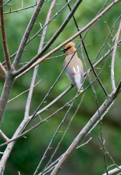 CdrWaxwing-0002