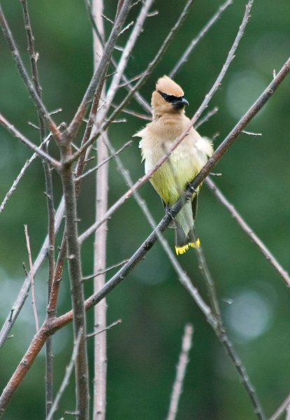 CdrWaxwing-0007