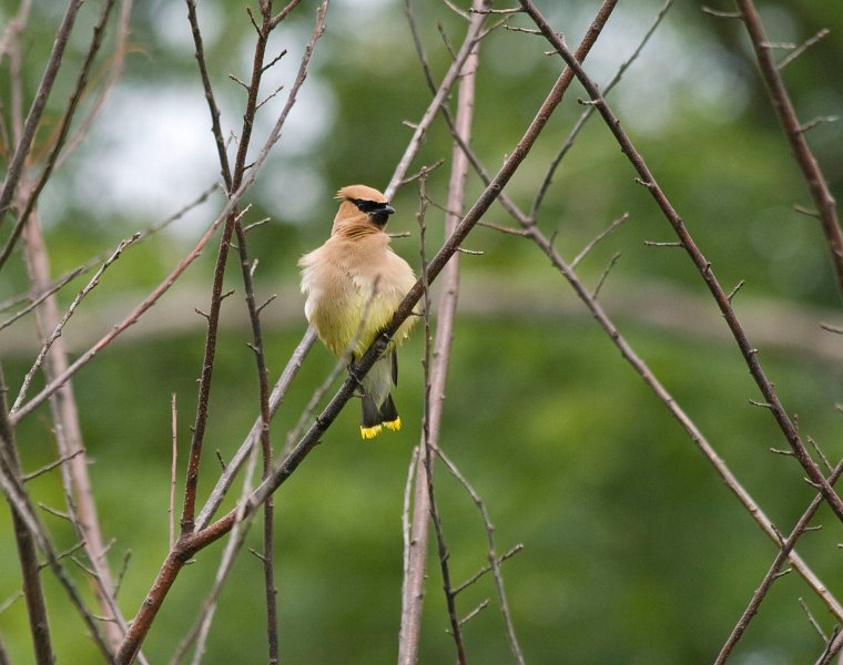 CdrWaxwing-0008