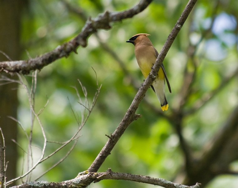 CdrWaxwing-0015