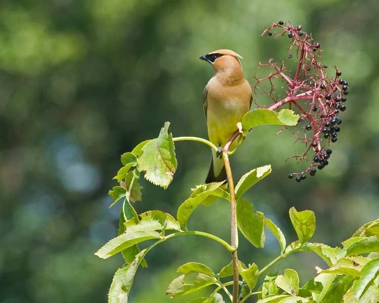 CdrWaxwing-0016