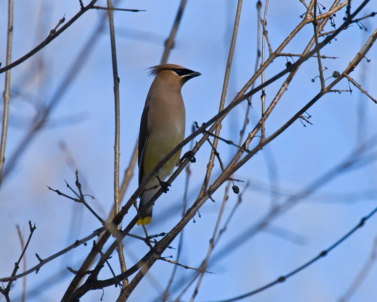 CdrWaxwing-0017