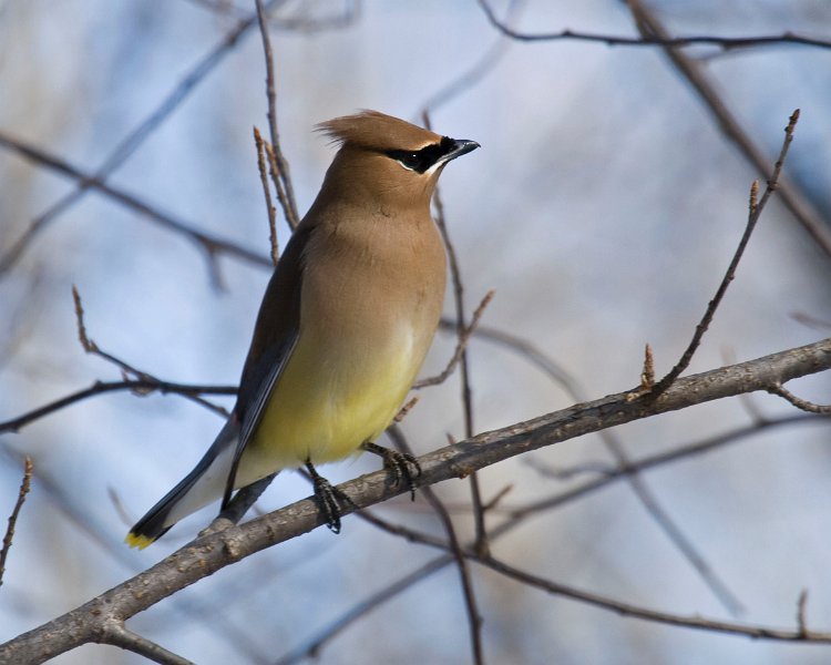 CdrWaxwing-0020