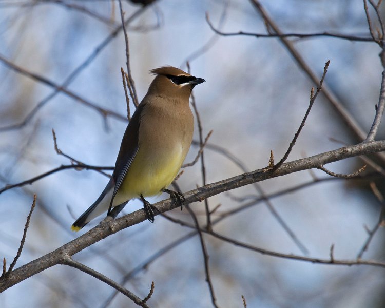 CdrWaxwing-0021