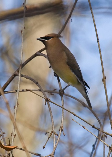 CdrWaxwing-0022