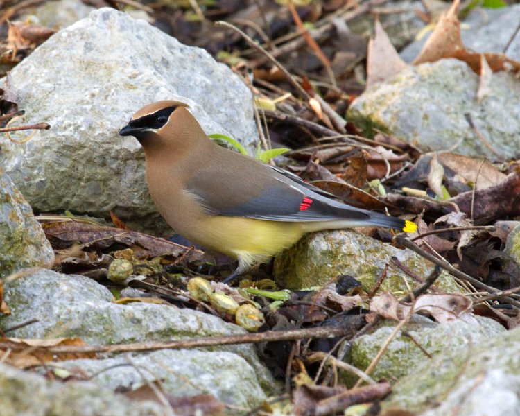 CdrWaxwing-0026