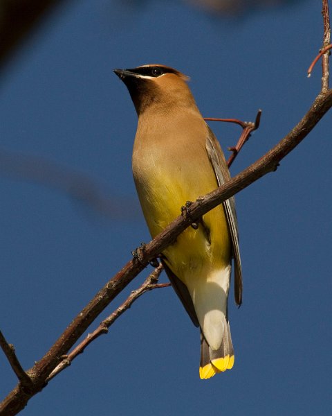 CdrWaxwing-0028