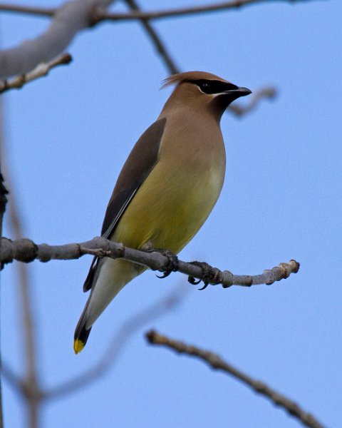 CdrWaxwing-0032