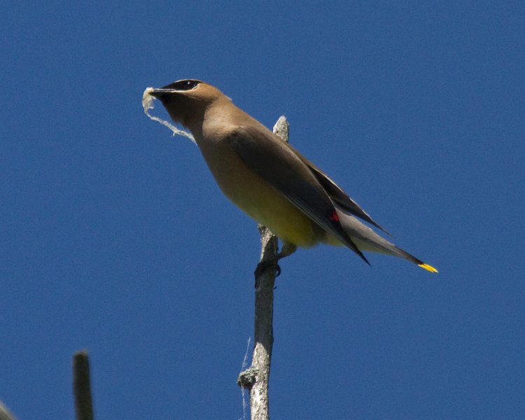 CdrWaxwing-0033