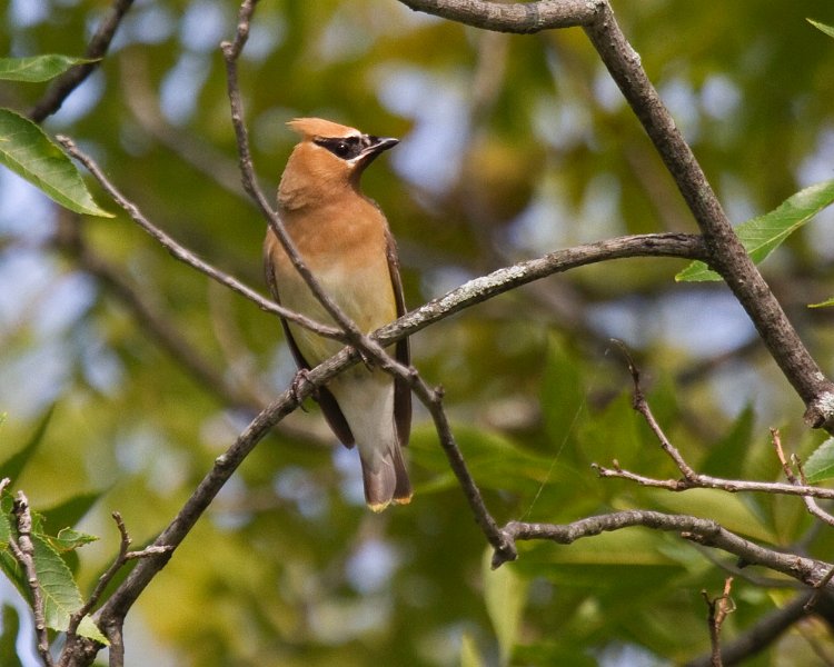 CdrWaxwing-0035