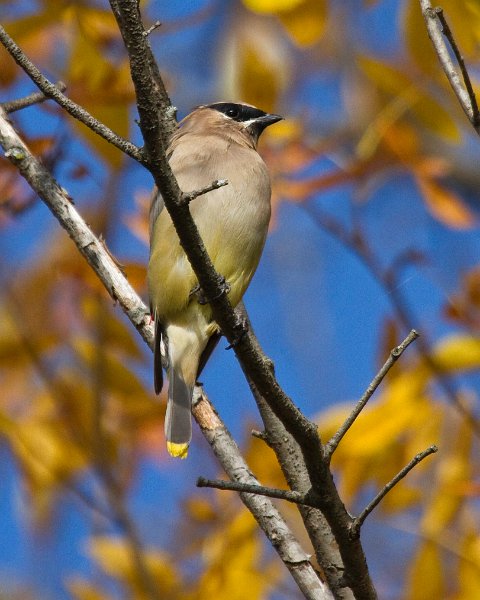 CdrWaxwing-0037