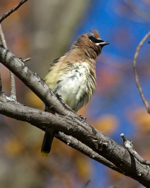 CdrWaxwing-0038