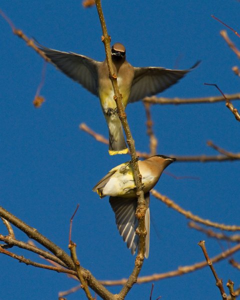 CdrWaxwing-0039