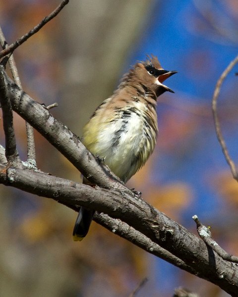 CdrWaxwing-0040