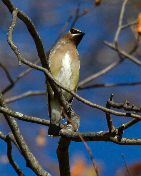 CdrWaxwing-0041