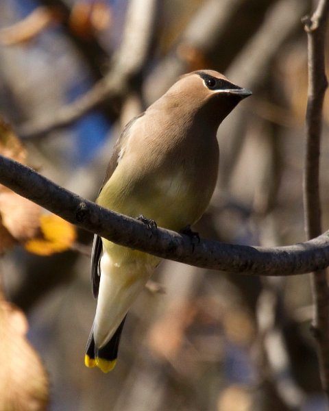 CdrWaxwing-0042