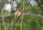 CdrWaxwing-0008.jpg