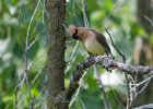 CdrWaxwing-0012.jpg