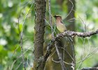 CdrWaxwing-0013.jpg