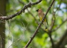 CdrWaxwing-0015.jpg