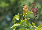 CdrWaxwing-0016.jpg