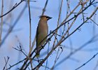 CdrWaxwing-0017.jpg