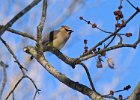 CdrWaxwing-0018.jpg