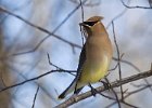 CdrWaxwing-0019.jpg