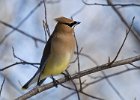 CdrWaxwing-0020.jpg