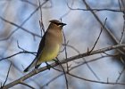 CdrWaxwing-0021.jpg