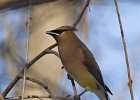 CdrWaxwing-0022.jpg