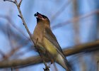 CdrWaxwing-0024.jpg