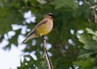 CdrWaxwing-0025.jpg