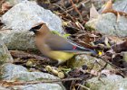 CdrWaxwing-0026.jpg