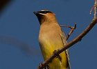 CdrWaxwing-0028.jpg