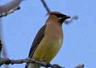 CdrWaxwing-0032.jpg