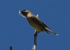 CdrWaxwing-0033.jpg