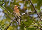 CdrWaxwing-0035.jpg