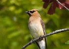 CdrWaxwing-0036.jpg