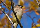 CdrWaxwing-0037.jpg