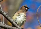 CdrWaxwing-0038.jpg