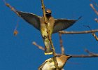 CdrWaxwing-0039.jpg