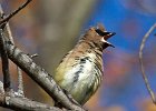 CdrWaxwing-0040.jpg