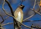 CdrWaxwing-0041.jpg