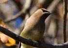 CdrWaxwing-0042.jpg