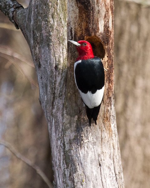 RHWoodpecker-0015