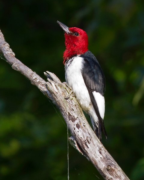 RHWoodpecker-0030