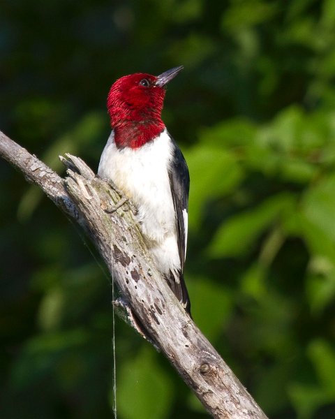 RHWoodpecker-0031